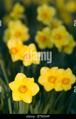 Wild Daffodil (Narcissus spp.) New Zealand Stock Photo