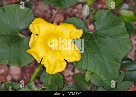 Pumpkin flower close up. Stock Photo