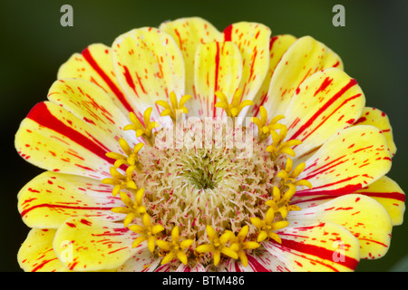 Zinnia elegans hybrid variety flower close up. Stock Photo