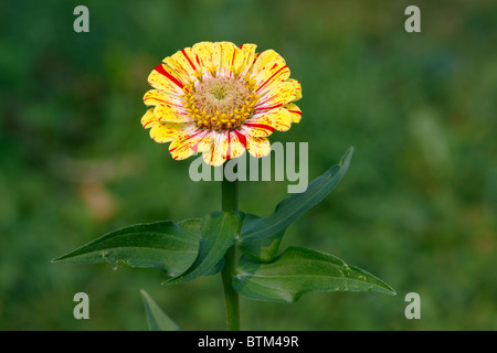 Zinnia elegans hybrid variety flower close up. Stock Photo