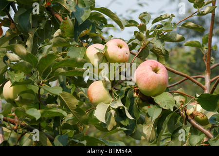 Organically grown apples on the apple tree branch. Stock Photo