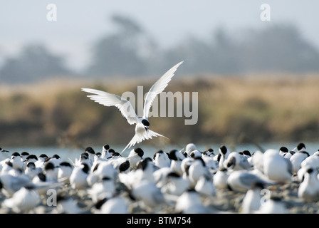 White-fronted Terns (Sterna striata). Kaikoura, New Zealand Stock Photo