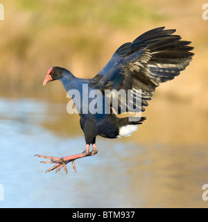 New Zealand pukeko Porphyrio porphyrio melanotus Stock Photo