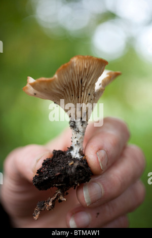 Lactarius deliciosus, known as the Saffron Milk cap, Red pine mushroom or its Catalan name Rovelló or Rovellons, Abinger Roughs, Surrey, England, UK Stock Photo