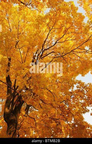 European oak tree in golden autumn colours. Scientific name: Quercus robur. Moscow, Russia. Stock Photo