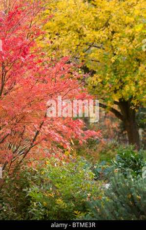 A Japanese acer showing glorious red autumn colours in contrast to the greens and yellows of other trees Stock Photo