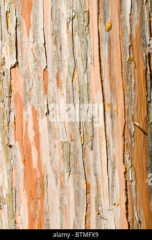 Nootka Cypress (Chamaecyparis nootkatensis) close-up of the bark Cambridgeshire garden England UK Europe Stock Photo