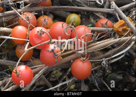 Andean Cherry tomato (Lycopersicon esculentum var. cerasiforme) origin Andes fruiting Cambridgeshire garden England UK Europe Stock Photo