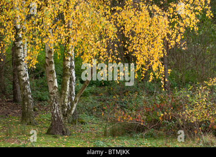 Common birch, silver birch, European white birch (Betula pendula), in Worcs, UK, during autumn Stock Photo