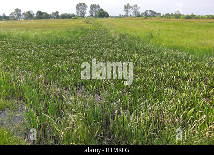 Dyke overgrown with Water Soldier (Stratiotes aloides). Stock Photo