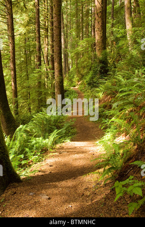 Trail through the forest of Cape Perpetua hike, Central Coast, Oregon, USA Stock Photo