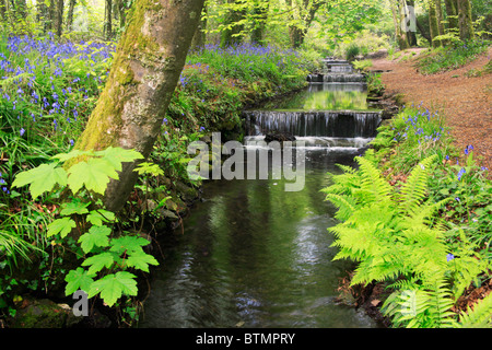 The stream behind the main lake in Cornwall's Tehidy County Park captured in the spring Stock Photo