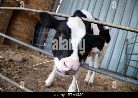 A black and white Holstein cow calf on a dairy farm in the Israeli agrigultural community of Arbel. Stock Photo