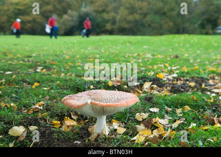 Poisonous fungi  Amanita Muscaria common name 'Fly Agaric' mushroom. Wimbledon common Golf course London Stock Photo