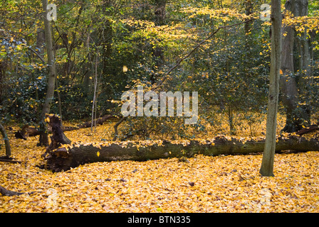 Autumn yellow carpet of leaves blowing falling from trees in wind, Wimbledon Common suburban London UK 2010 HOMER SYKES Stock Photo