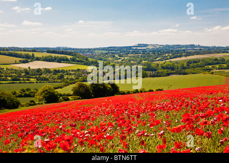 Poppy fields in sunshine on the Marlborough Downs, Wiltshire, England, UK