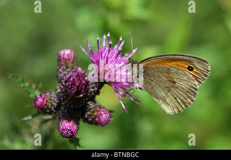 Close up of a female Meadow Brown, (Maniola jurtina) butterfly feeding on a Marsh thistle (Cirsium palustre)