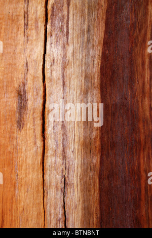 cracked eucalyptus trunk wood texture brown background Stock Photo