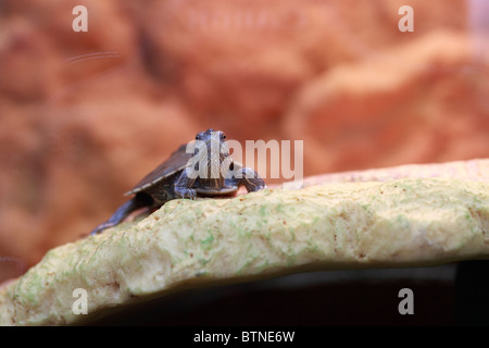 Mississippi Map Turtle, Graptemys pseudogeographica, fresh water turtle Stock Photo