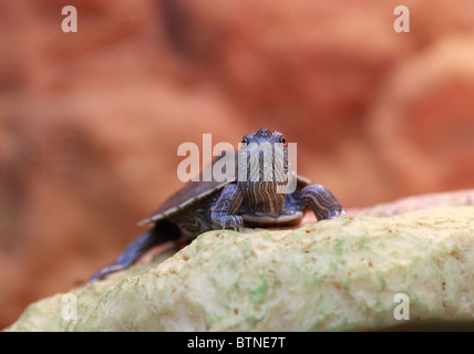 Mississippi Map Turtle, Graptemys pseudogeographica, fresh water turtle Stock Photo
