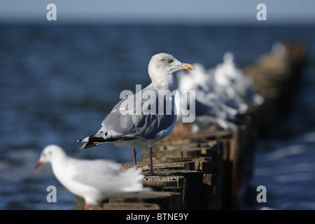 Herring Gull (Larus argentatus) and Black-headed Gulls (Larus ridibundus) sitting on a jetty at the beach of the Baltic Sea. Stock Photo