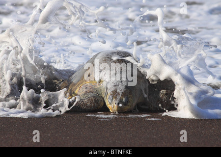 Olive Ridley Turtle (Lepidochelys olivacea) comes ashore to nest during arribada.  Playa Ostional, Guanacaste, Costa Rica Stock Photo