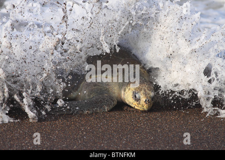 Olive Ridley Turtle (Lepidochelys olivacea) comes ashore to nest during arribada.  Playa Ostional, Guanacaste, Costa Rica Stock Photo