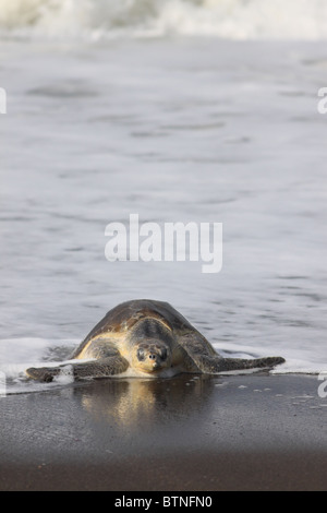 Olive Ridley Turtle (Lepidochelys olivacea) come ashore to nest during arribada.  Playa Ostional, Guanacaste, Costa Rica Stock Photo