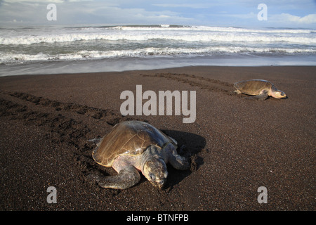Olive Ridley Turtles (Lepidochelys olivacea) come ashore to lay eggs during arribada.  Playa Ostional, Guanacaste, Costa Rica Stock Photo