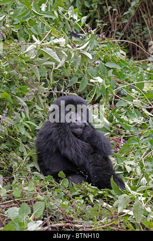 Young Mountain Gorilla resting on day bed Stock Photo