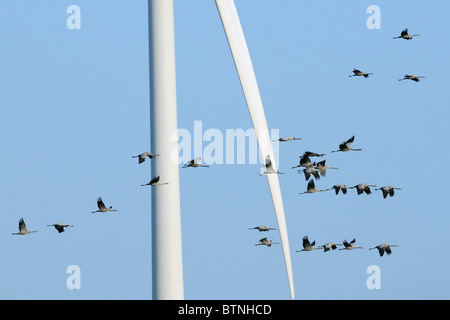 Common / Eurasian crane flock (Grus grus) flying close to blade of wind turbine. Near Diepholz, Lower Saxony, Germany.