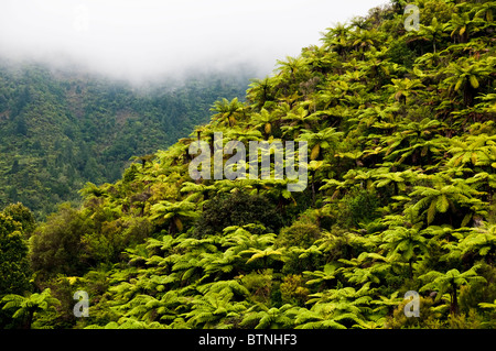 Urutawa Conservation Area,Palms,Ferns,Trees, Waioeka River, Waioeka,Gorge Scenic Reserve,Opotiki Hwy 2,North Island,New Zealand Stock Photo