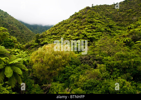 Urutawa Conservation Area,Palms,Ferns,Trees, Waioeka River, Waioeka,Gorge Scenic Reserve,Opotiki Hwy 2,North Island,New Zealand Stock Photo