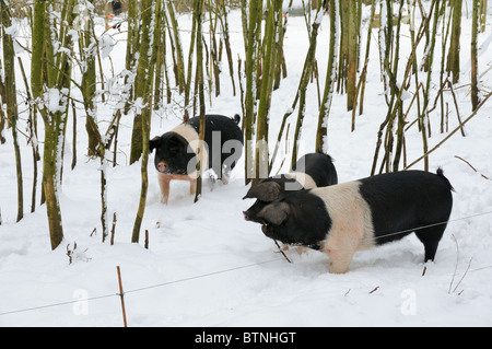 Free range Wessex saddleback pigs (Sus scrofa domestica) in snow covered woodland enclosure. Wiltshire, UK, February. Stock Photo