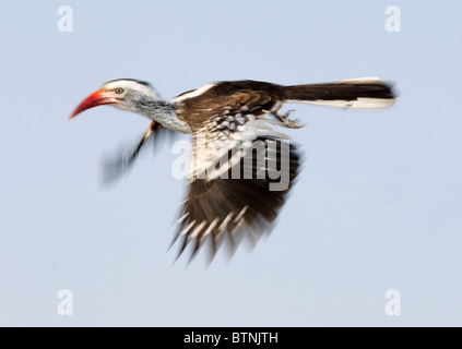 A Red-billed Hornbill in flight, Kruger National Park, South Africa. Shot was taken with a slow shutter speed. Stock Photo