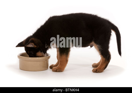 German Shepherd Dog puppy at eight weeks old Stock Photo