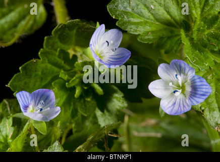 Common Field-Speedwell, Veronica persica in flower. Widespread arable and garden weed. Dorset. Stock Photo