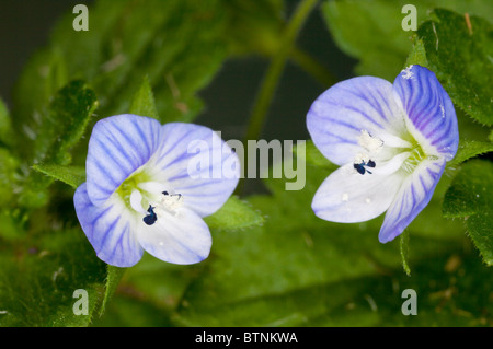 Common Field-Speedwell, Veronica persica in flower. Widespread arable and garden weed. Dorset. Stock Photo