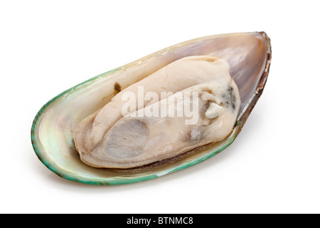 Raw Mussel with white background Stock Photo
