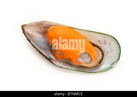 Raw Mussel with white background Stock Photo