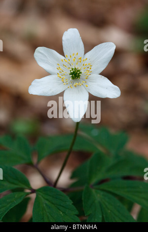 Flowering wood anemone Stock Photo