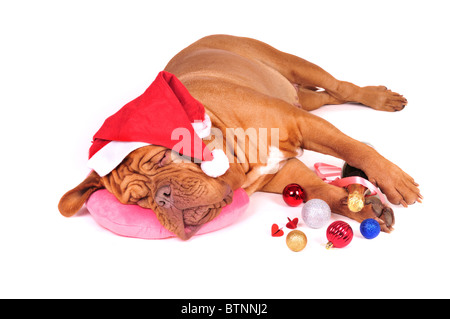 Sweet Santa Dog Sleeping on Rose Pillow Stock Photo