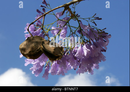 Blue Jacaranda, Jacaranda mimosifolia, Bignoniaceae.  Aka Black Poui, (J. acutifolia, J. chelonia, J.ovalifolia). South Africa. Stock Photo