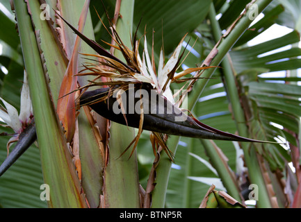 White Bird of Paradise, Wild Banana or Giant Bird of Paradise, Strelitzia alba, Strelitziaceae, South Africa Stock Photo