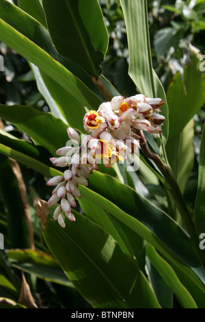 Shell Ginger, Alpinia zerumbet, Zingiberaceae. Aka Light Galangal, Pink Porcelain Lily, Shell Flower, Butterfly Ginger. Stock Photo