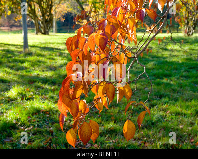 Leaves of a Chinese dogwood tree Cornus Kousa var. chinensis turned red in autumn Stock Photo