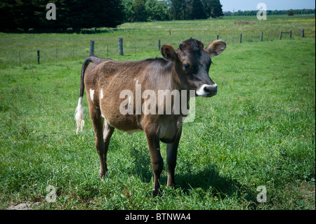 Jersey cow calf   called Tinkerbell Stock Photo