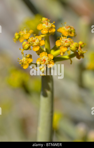 Euphorbia mauretanica, Gifmelkbos, Namaqualand, South Africa Stock Photo