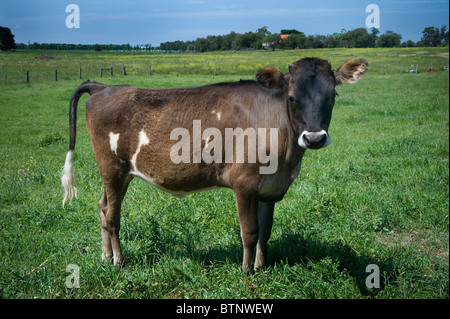 Jersey cow calf   called Tinkerbell Stock Photo