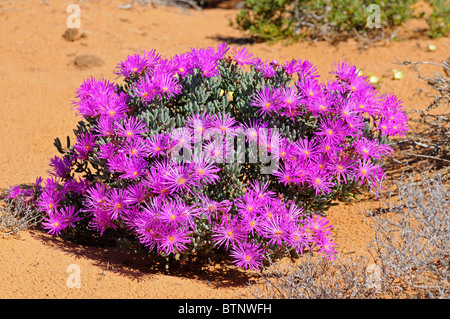Lampranthus sp., Namaqualand, South Africa Stock Photo
